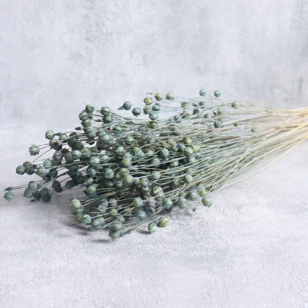 Sušený len – modrošedá, přírodní dekorace, svazek 50 g, délka 40–45 cm